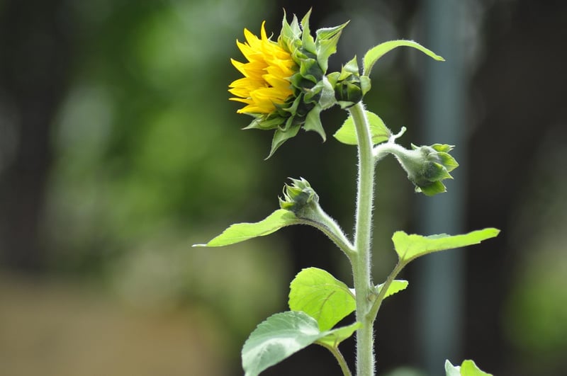 Community gardens
