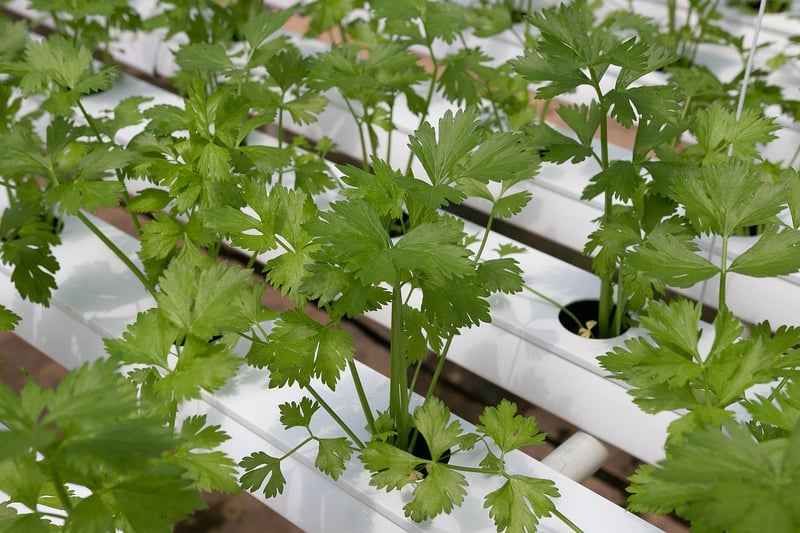 Hydroponic Vertical Gardens