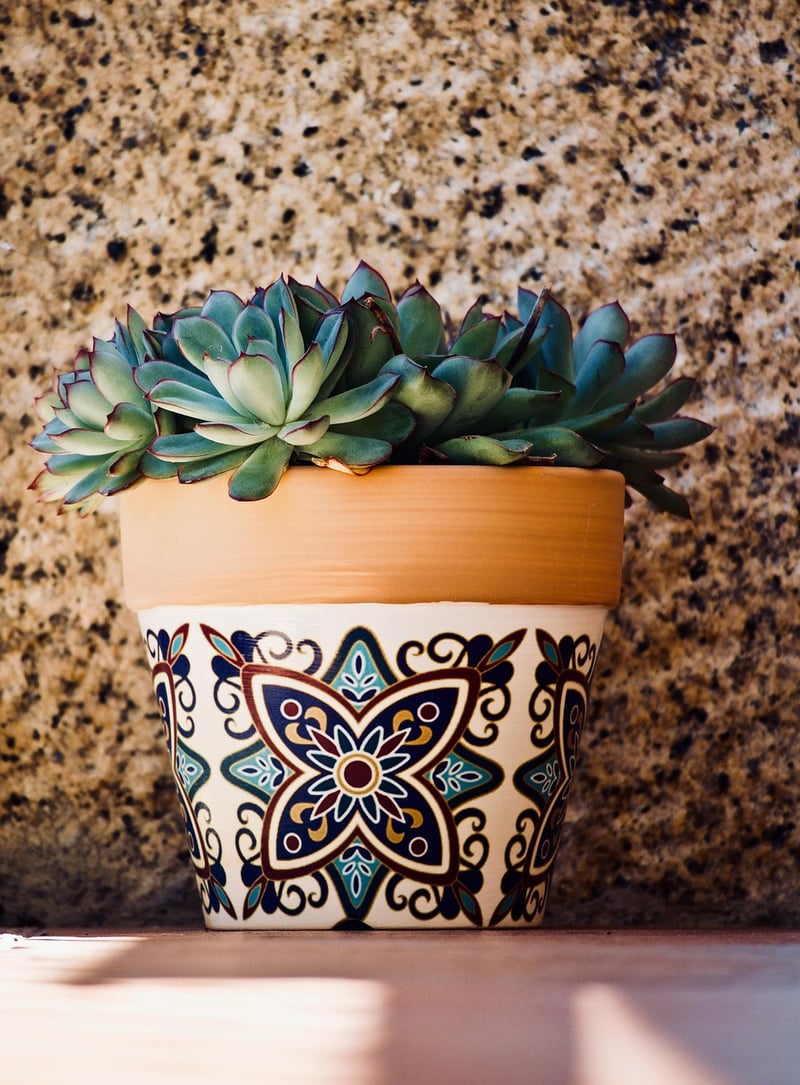 Succulents