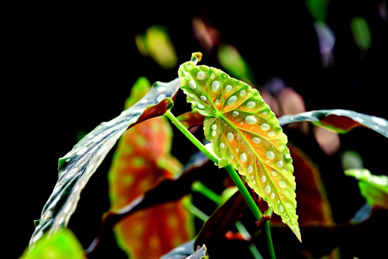 Rex Begonia