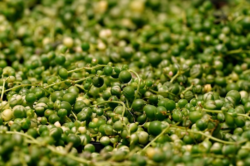 String of Pearls